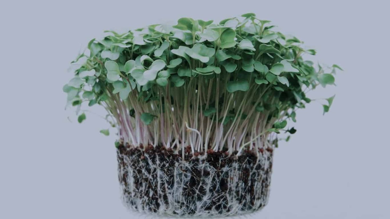 How to Start a Microgreen Business 2023 Guide
